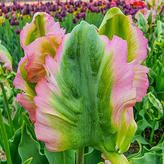 Green Wave Tulip Seeds